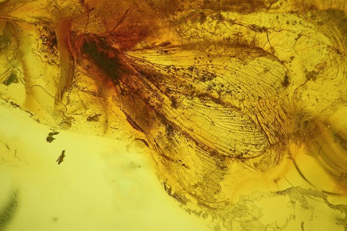 Detailed Fossil Winged Termite (Isoptera) In Baltic Amber #159831